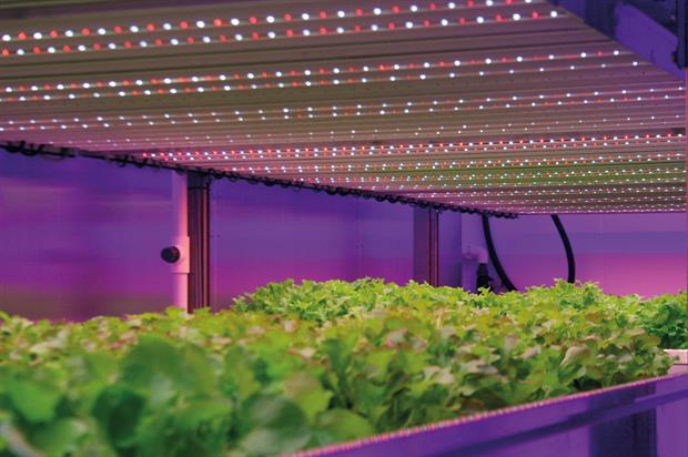 Lettuce-LEDs-Philips-Eindhoven-HW-19-20160929084708905